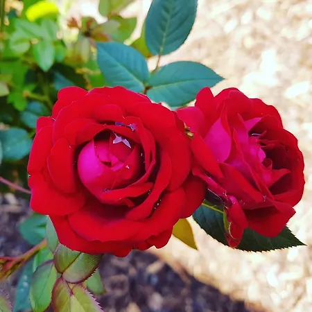 Appartamento Apartment Koblenz *